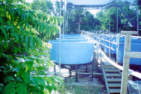 Aquaculture tanks